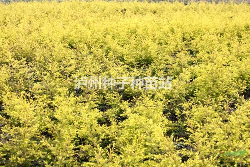 永安基地2020年批发泸州紫薇苗，千层金苗，朴树茶花樱花小苗