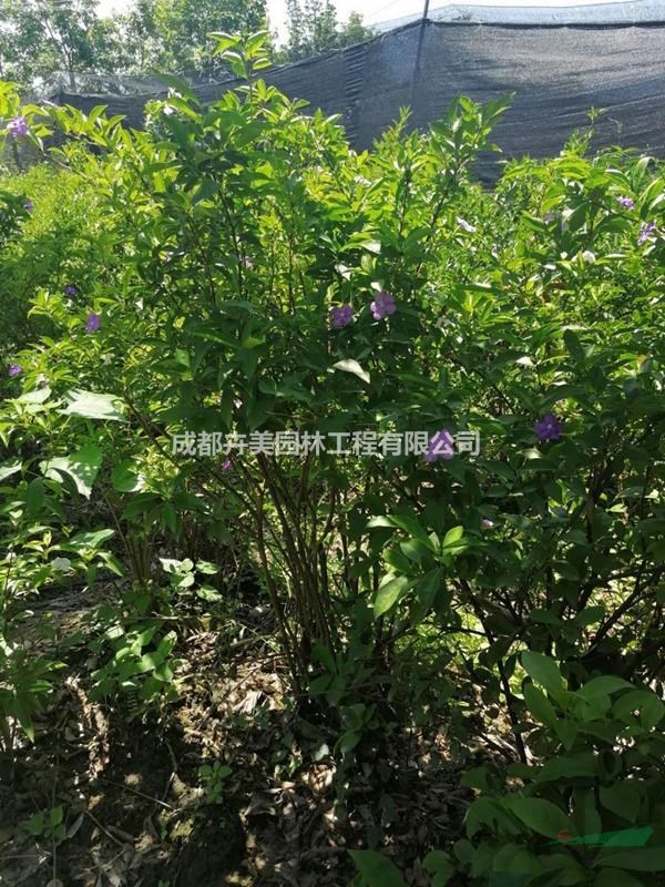 雙色茉莉（五色茉莉），50-100公分雙色茉莉，批量出售