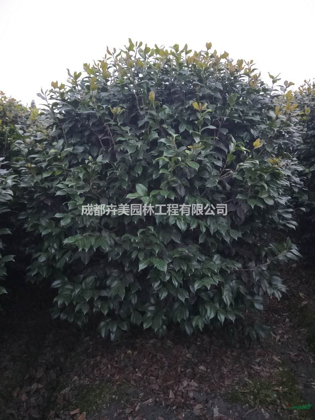 雙色茉莉（五色茉莉），50-100公分雙色茉莉，批量出售