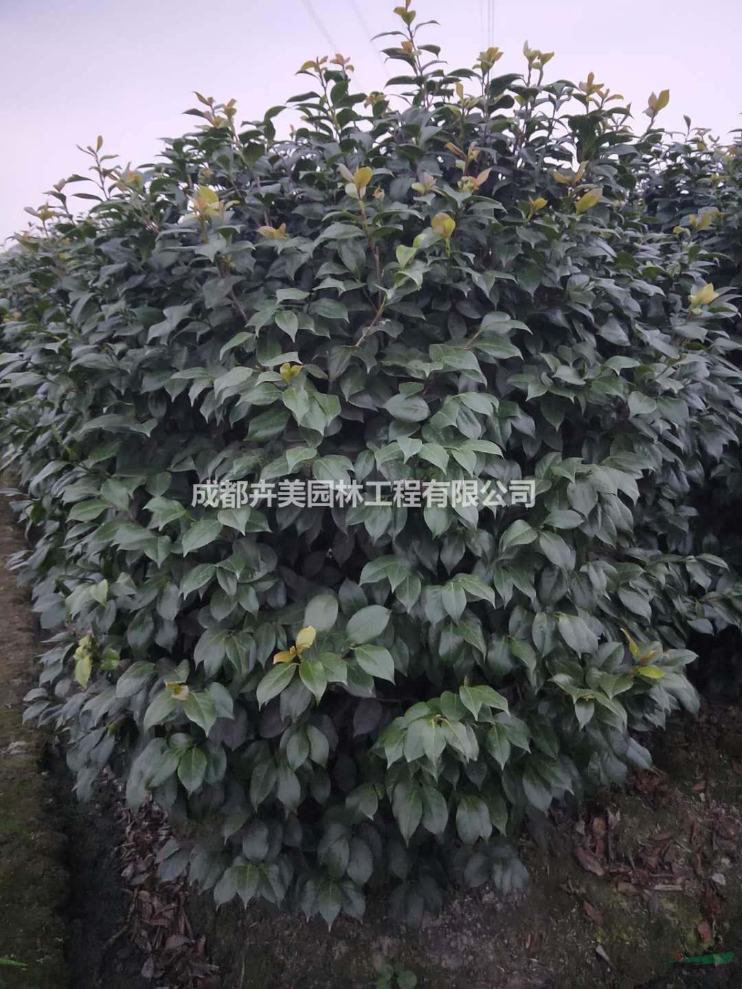 雙色茉莉（五色茉莉），50-100公分雙色茉莉，批量出售