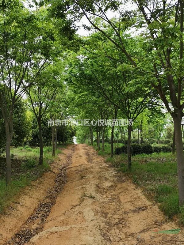 櫸樹的移植方式/15公分櫸樹價格