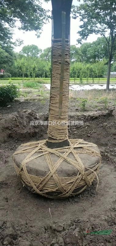櫸樹的移植方式/15公分櫸樹價格