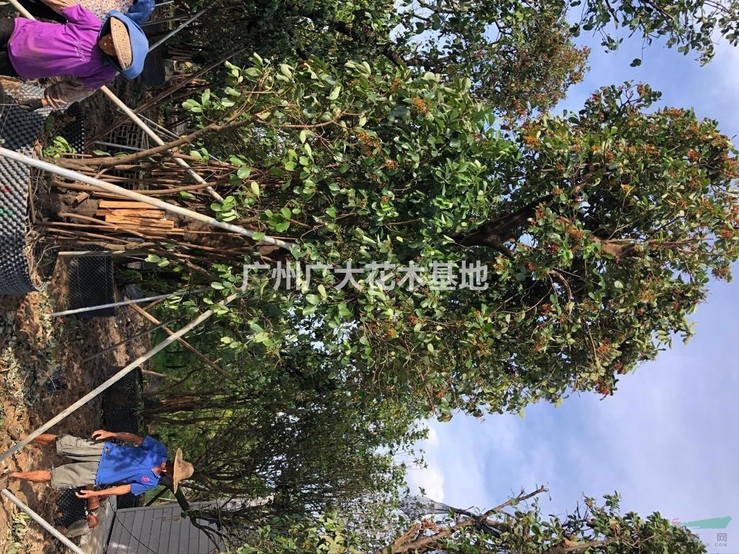 广东地区供应红珊瑚