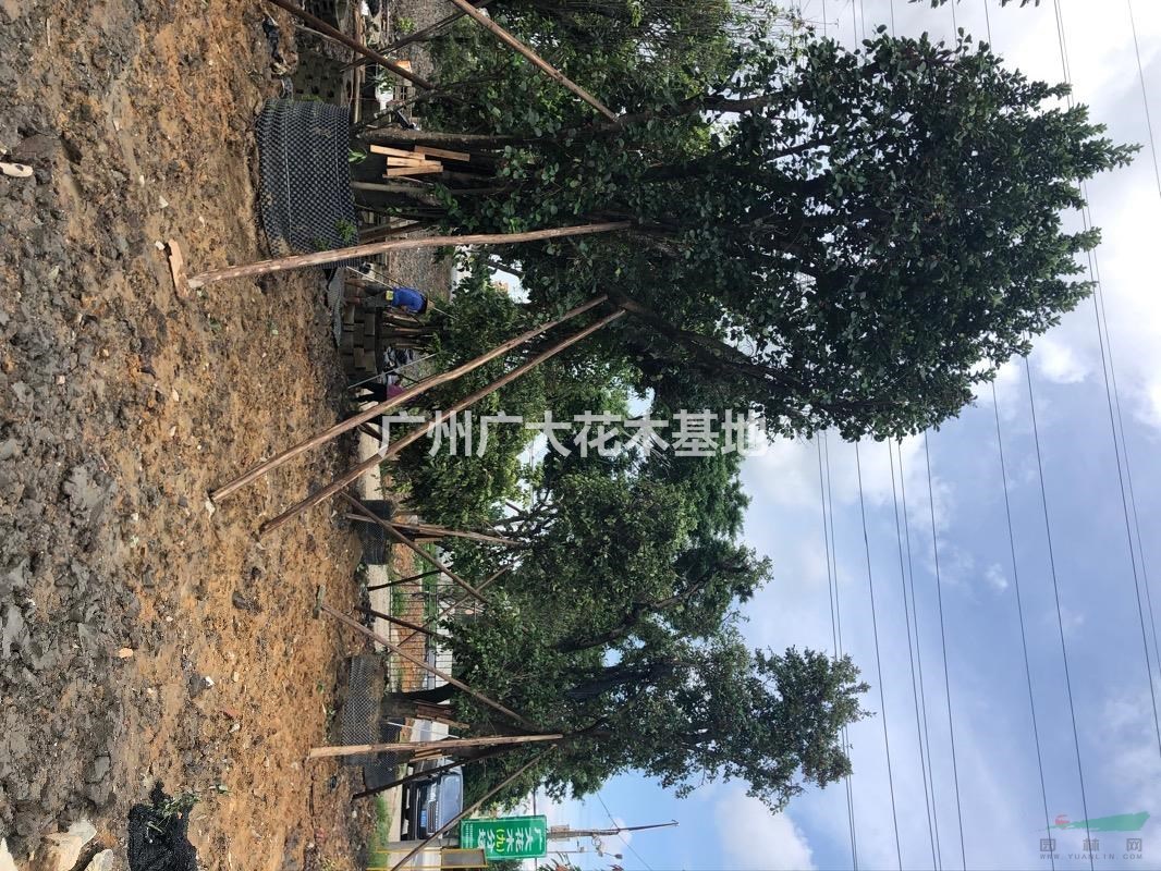 广东地区供应红珊瑚