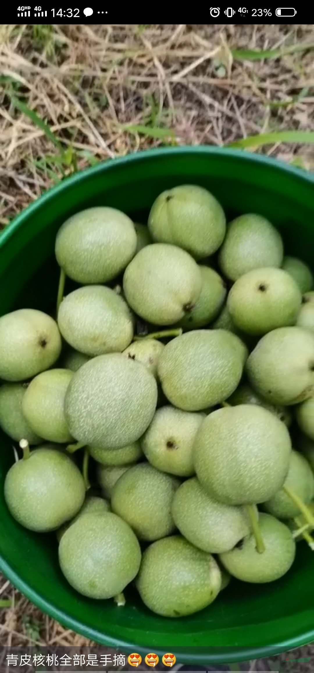 精品青皮紙皮核桃