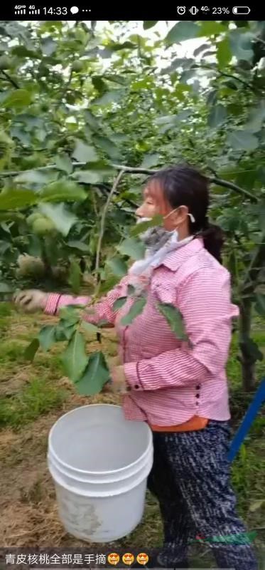 精品青皮紙皮核桃