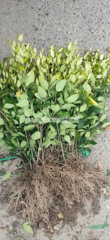 浙江萧山大量供应金森女贞工程色块苗。小毛球小杯苗大杯苗