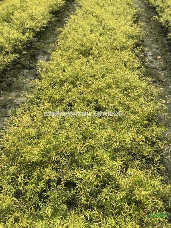 千層金樹批發(fā)基地-千層金價格-千層金出售