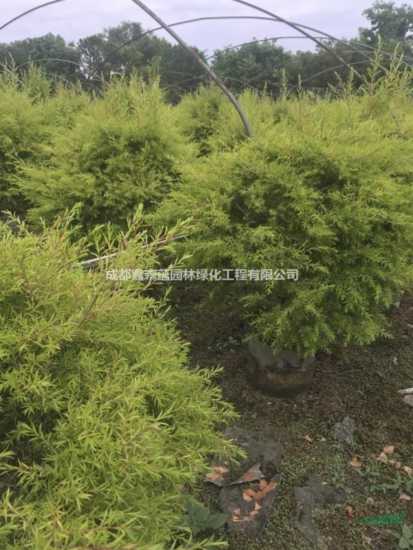 千層金樹批發(fā)基地-千層金價格-千層金出售