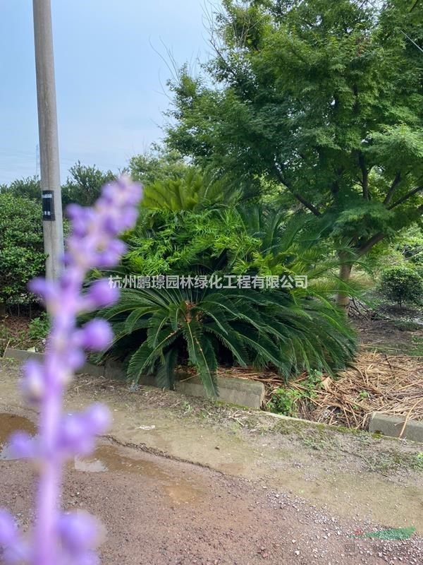 杭州大量供應(yīng)蘇鐵