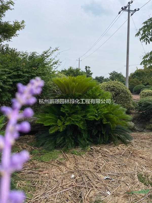杭州大量供應(yīng)蘇鐵