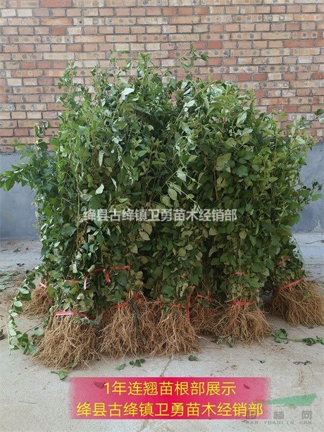 当年连翘苗规格 1年30/40/50公分连翘小苗价格 