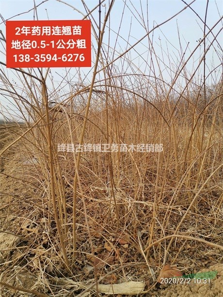 当年连翘苗规格 1年30/40/50公分连翘小苗价格 