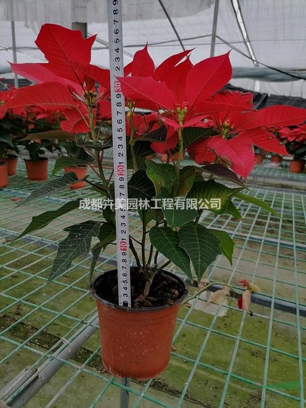 一品紅圖片及價格，