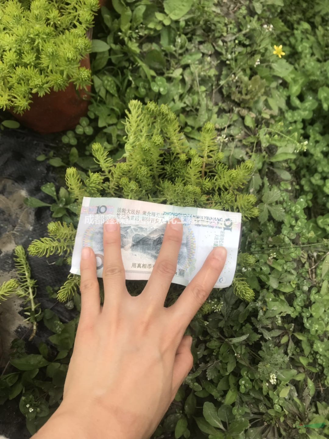 佛甲草杯苗基地 批發(fā)佛甲草小苗 佛甲草工程苗價(jià)格