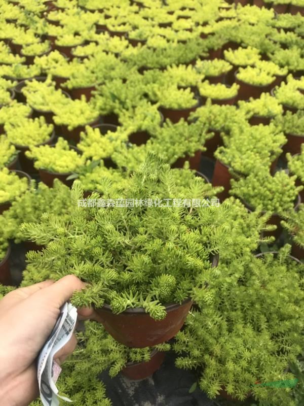佛甲草杯苗基地 批發(fā)佛甲草小苗 佛甲草工程苗價(jià)格