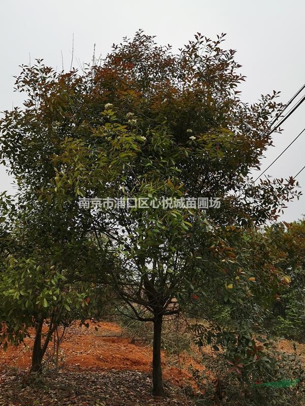 紅葉石楠基地/6公分8公分10公分紅葉石楠樹價(jià)格報(bào)價(jià)介紹