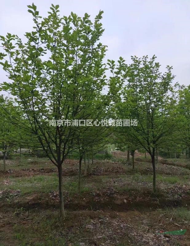 3公分 5公分白玉蘭價格，白玉蘭的種植小常識