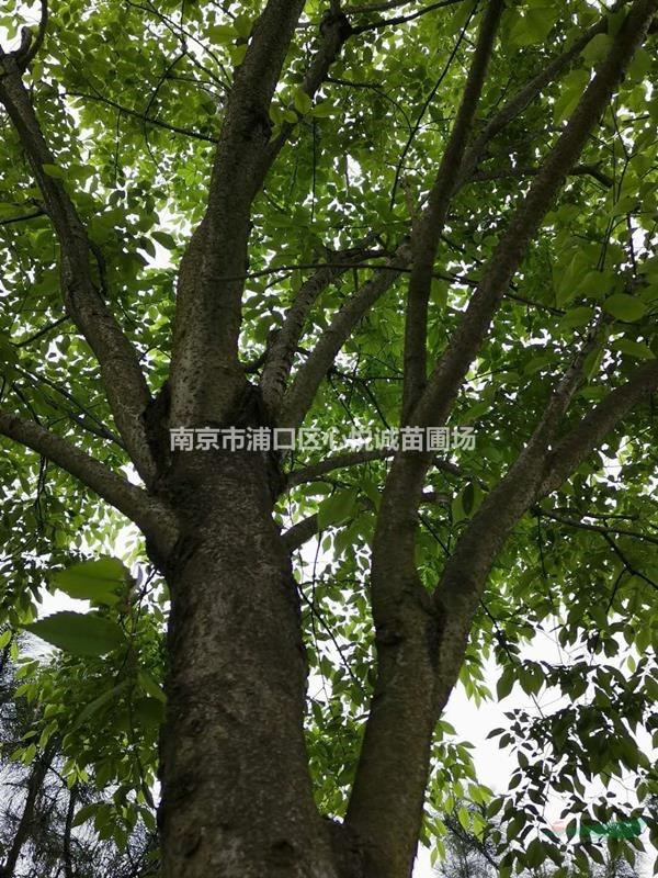 有優(yōu)勢(shì)的櫸樹銷售地區(qū)，15公分 16公分 18公分櫸樹價(jià)格