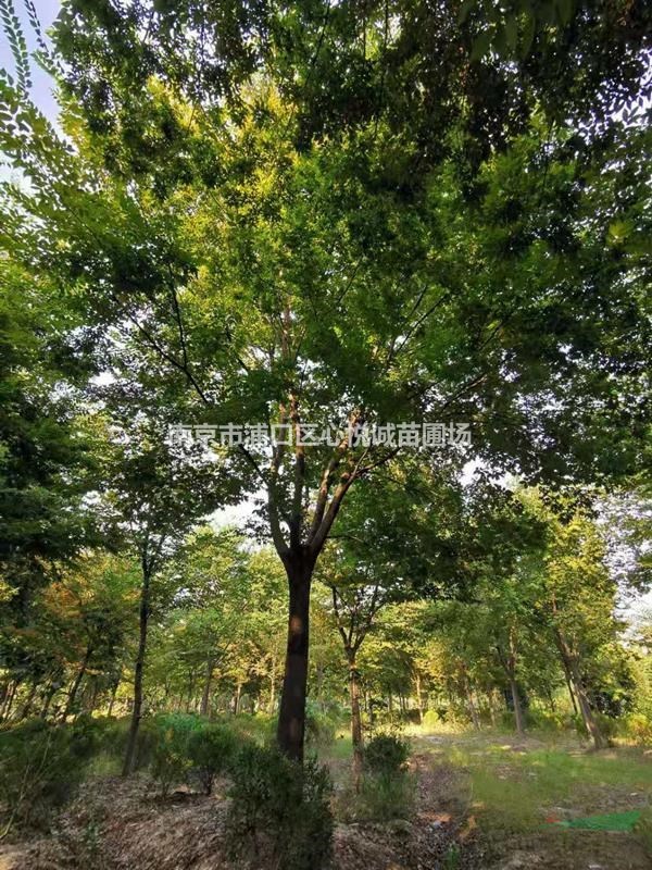 有優(yōu)勢(shì)的櫸樹銷售地區(qū)，15公分 16公分 18公分櫸樹價(jià)格
