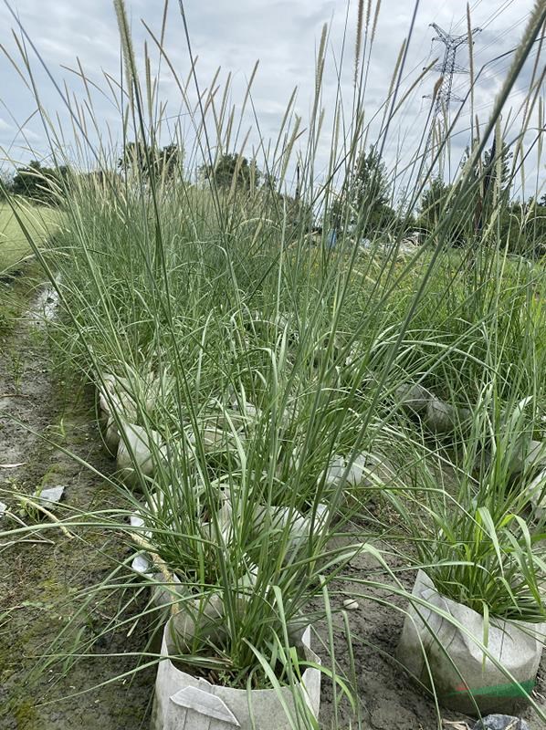 非洲狼尾草基地，四川非洲狼尾草哪里有，非洲狼尾草價(jià)格