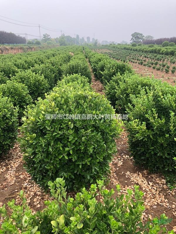 洛陽黃楊農(nóng)戶直銷，大葉黃楊球，大葉黃楊基地，大葉黃楊