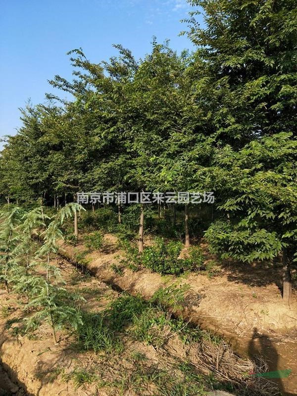 江蘇產地批發紅櫸，櫸樹直銷