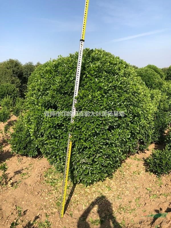 質(zhì)量好大葉黃楊球