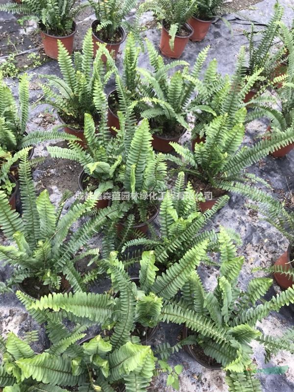 排骨草批發(fā)基地 排骨草一株價格 排骨草地苗基地