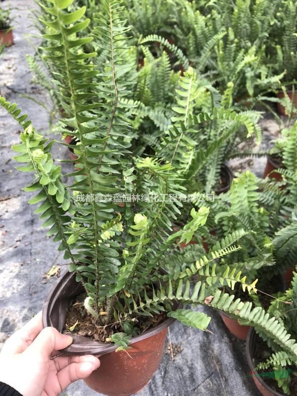 排骨草批發(fā)基地 排骨草一株價格 排骨草地苗基地