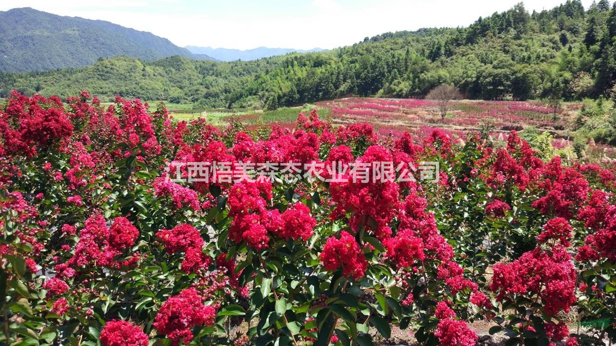 紅火球紫薇  紅火球紫薇1-7公分 牡丹櫻小苗