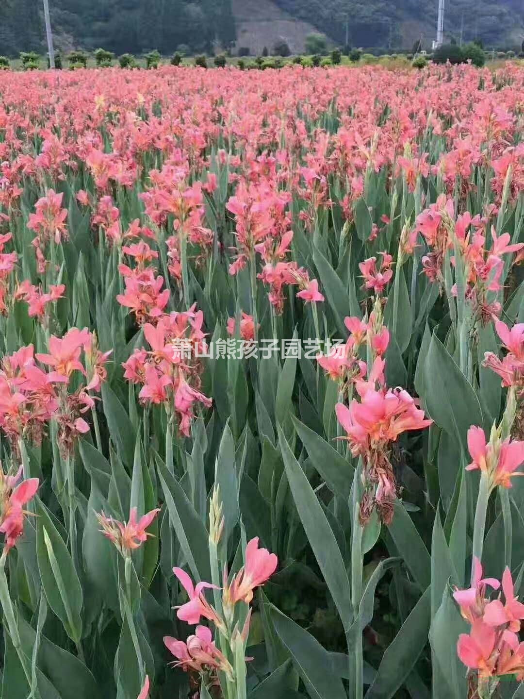 浙江地区供应水生粉花美人蕉