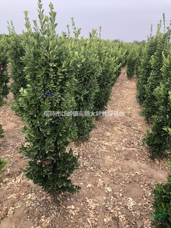 大葉黃楊柱冠40