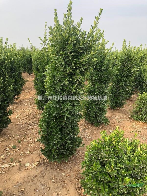 大葉黃楊柱冠40