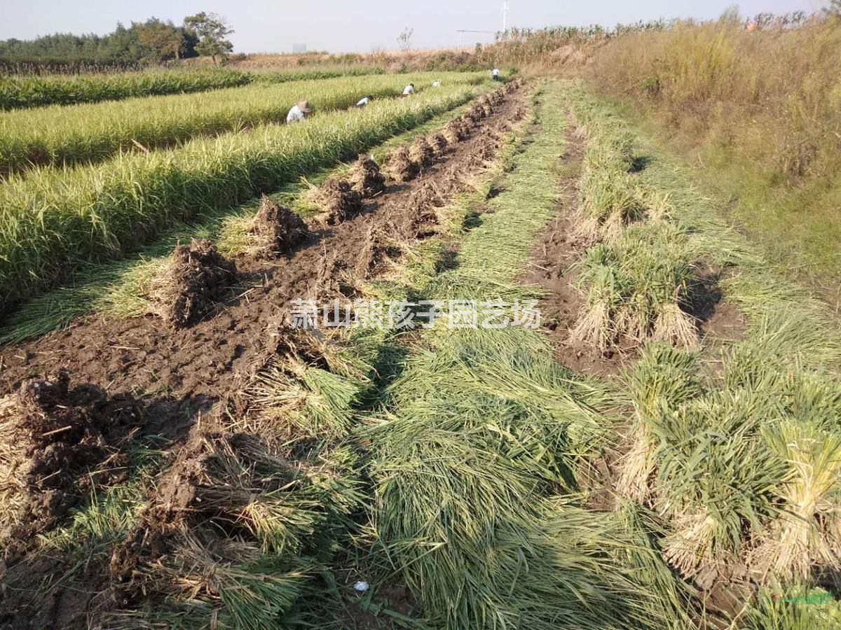 浙江地區(qū)供應(yīng)花葉蘆竹