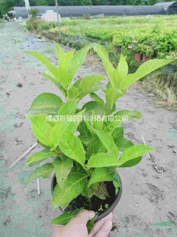 繡球出售 八仙花出售 繡球基地供應(yīng)