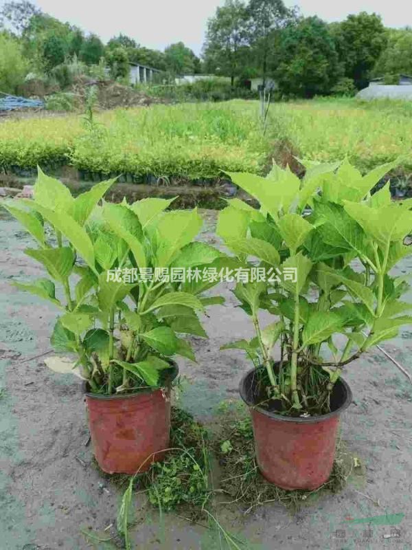繡球出售 八仙花出售 繡球基地供應(yīng)