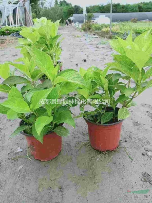 繡球出售 八仙花出售 繡球基地供應(yīng)