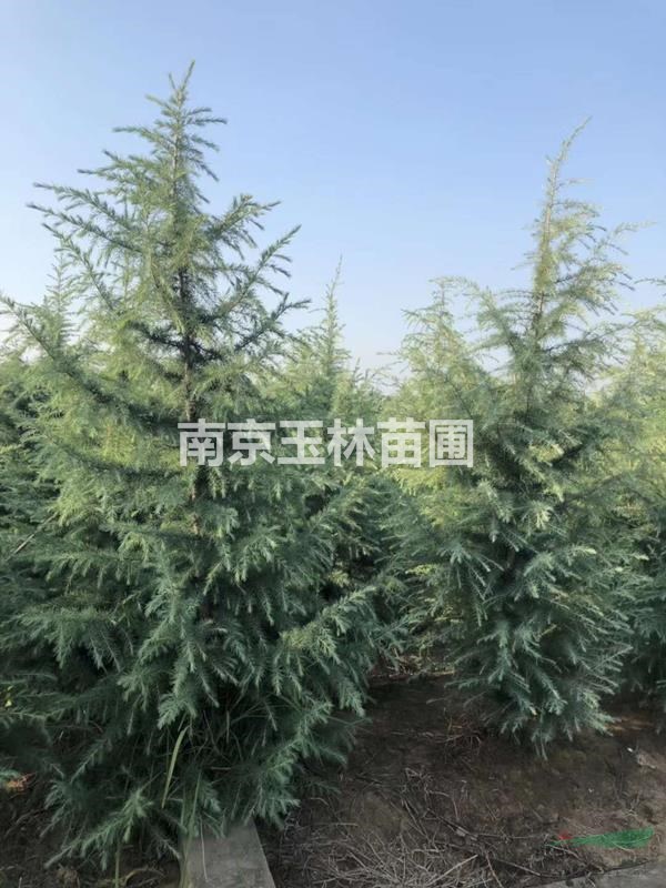 玉林苗圃1-2米雪松價(jià)格