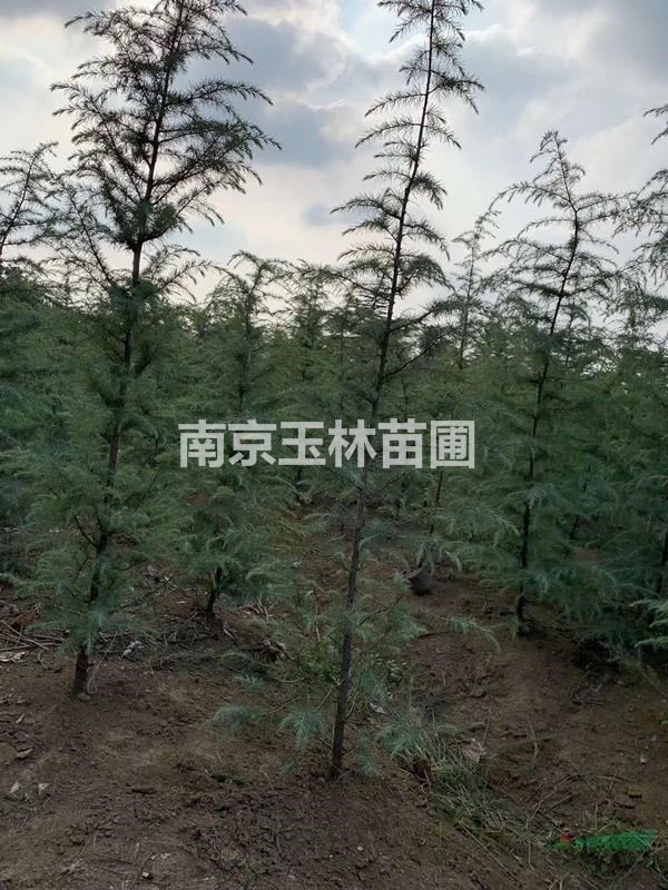玉林苗圃3-4米米雪松價(jià)格