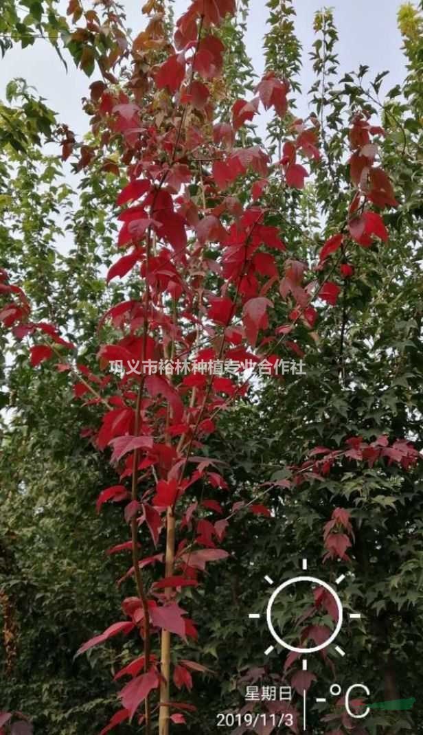 供鄉(xiāng)土彩葉樹種蘇紅一號
