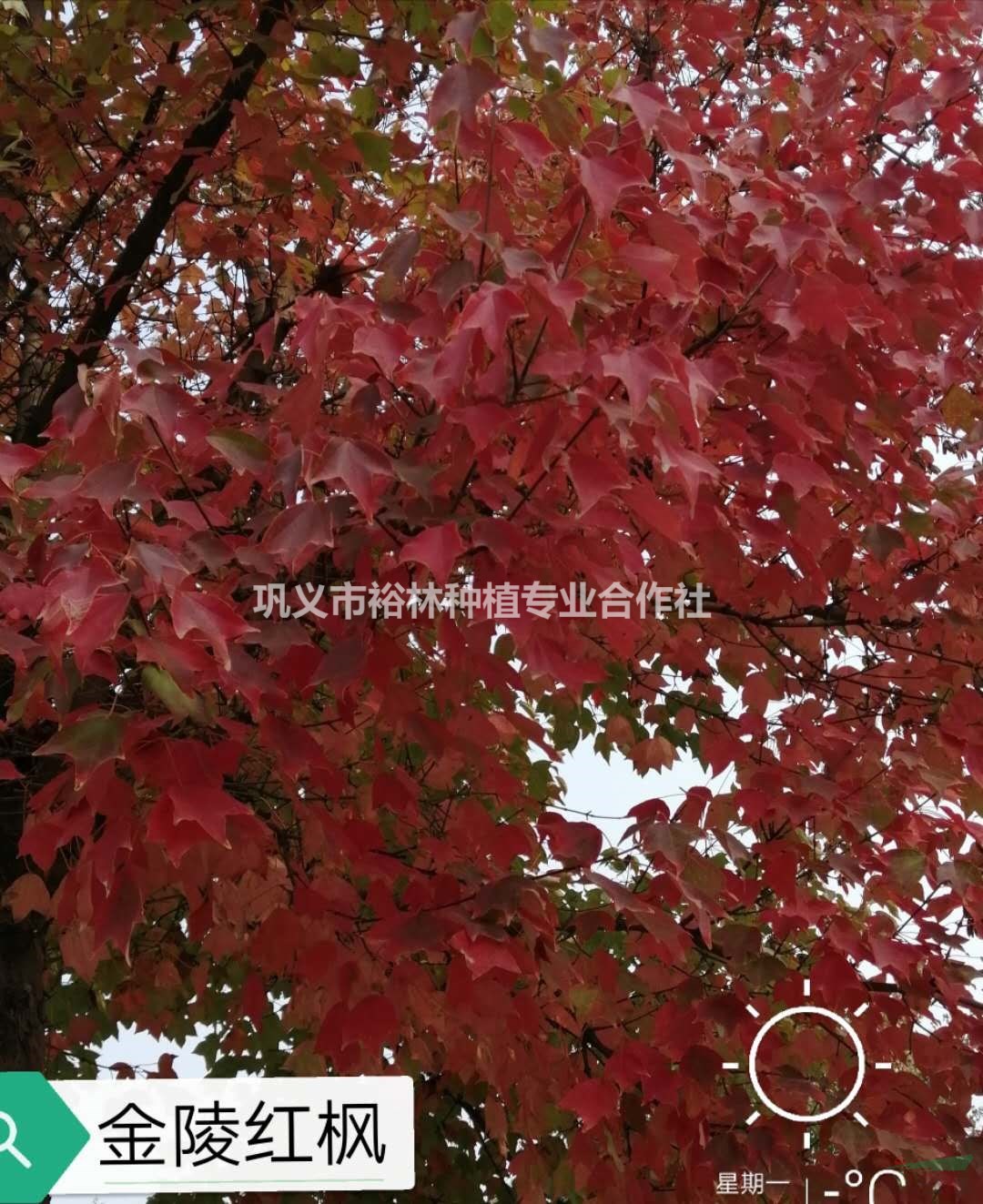 供鄉(xiāng)土彩葉樹種蘇紅一號