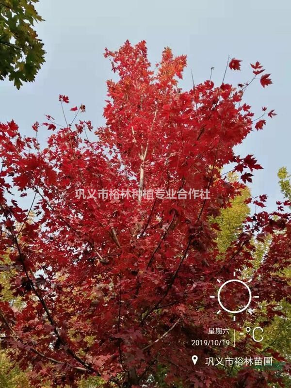 供12公分美國紅楓秋火焰