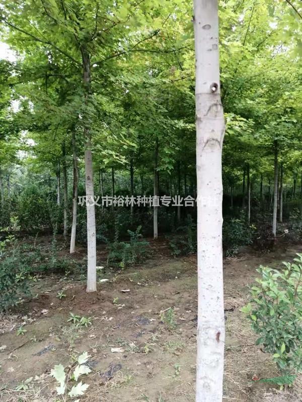 供12公分美國紅楓秋火焰