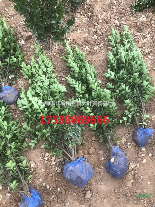 大葉黃楊苗2月價(jià)格，洛陽黃楊球質(zhì)量好