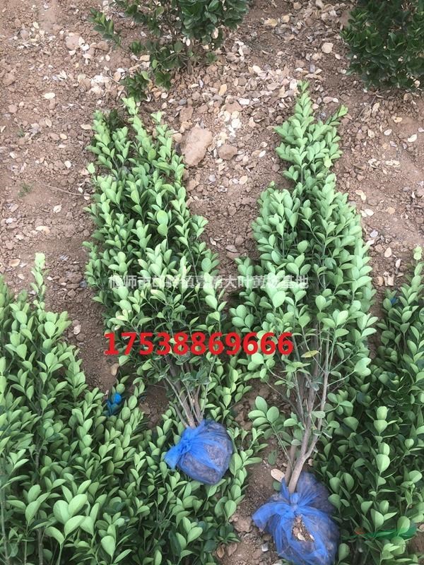 大葉黃楊苗10月價(jià)格，紅葉石楠球