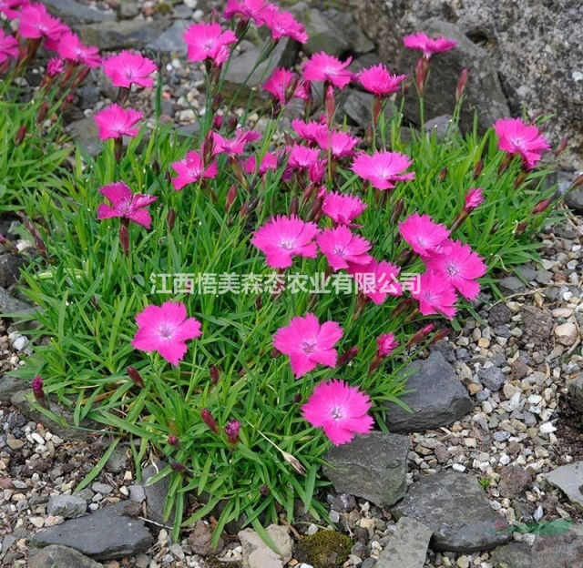 歐石竹 新品櫻花基地 臺灣牡丹櫻1-6公分