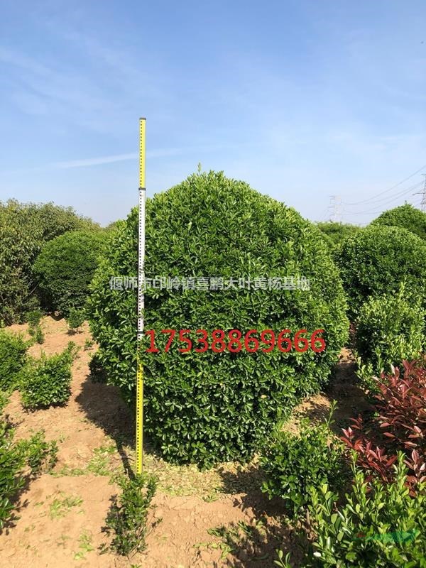 大葉黃楊3月價(jià)格，大葉黃楊球，大葉黃楊柱