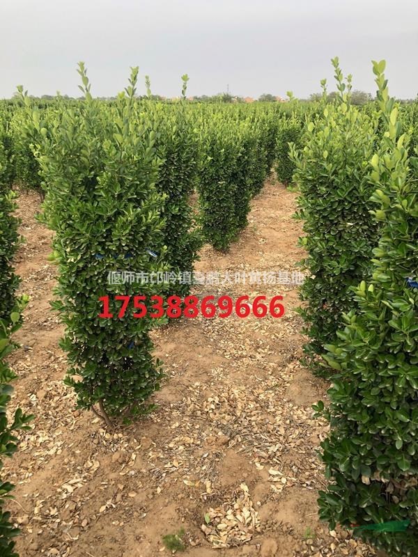 大葉黃楊3月價(jià)格，大葉黃楊球，大葉黃楊柱