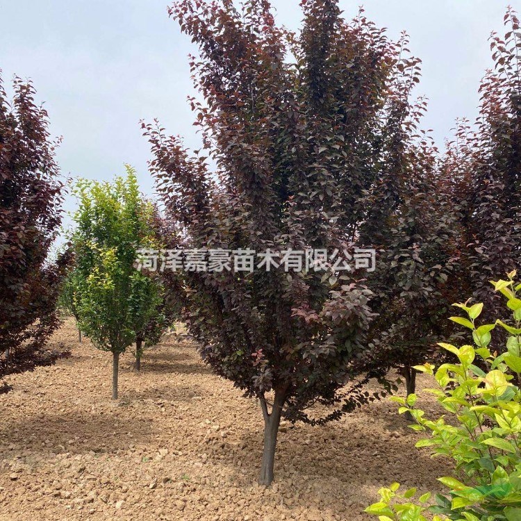 求購(gòu)18公分/20公分法桐找嘉豪園林